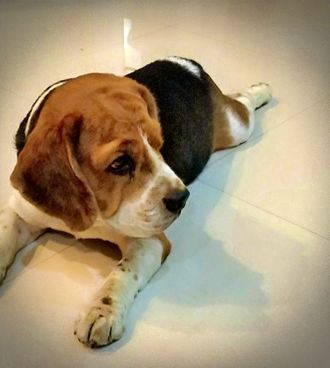 Bruno - Beagle